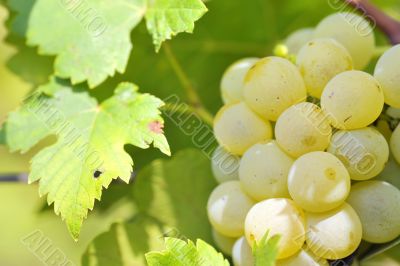 Bunch of grapes