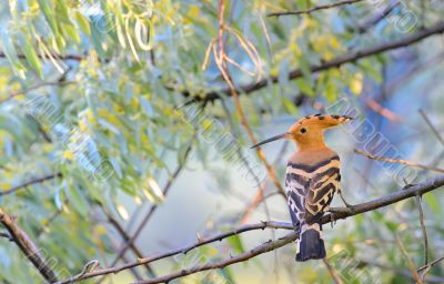 Hoopoe (Upupa epops)