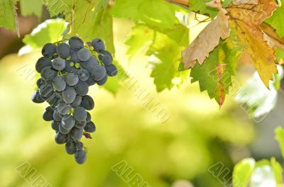 Red Wine Grapes