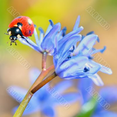 ladybug on blue flower