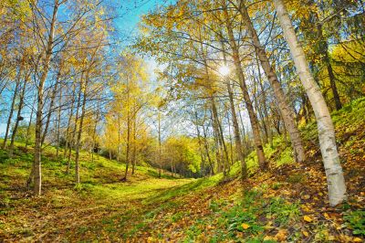 autumn landscape 