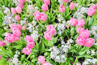 tulips