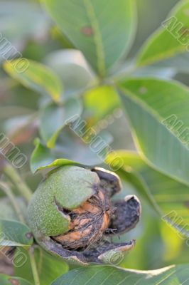 ripe Walnuts on tree 
