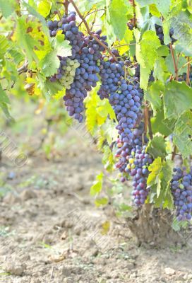 Black grapes