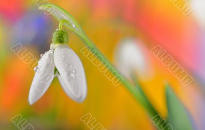 Fresh snowdrop