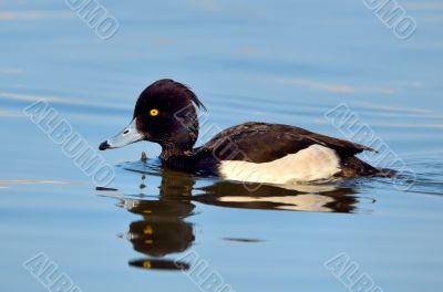 Tufted Duck