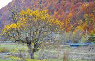Forest covered with yellow leaves and rusty