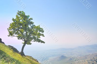 solitary tree