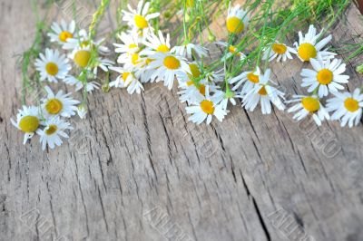 daisy on  vintage wood planks