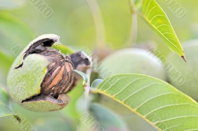 ripe walnut on tree