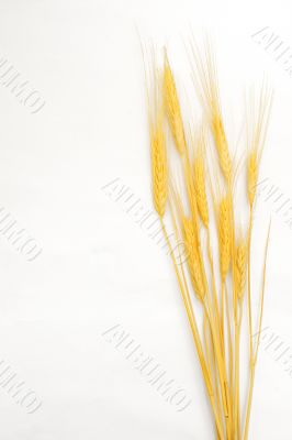 Wheat isolated on white