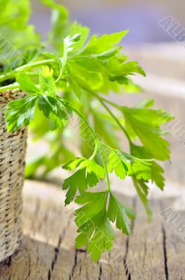 parsley in braided basket isolated