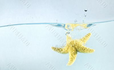 Starfish in the water