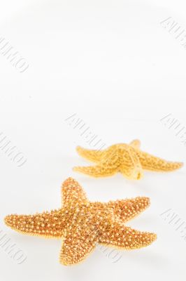 Dried yellow-orange starfish