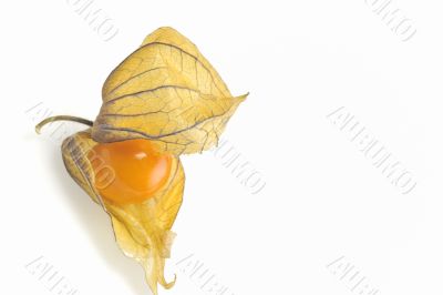 phisalis small yellow fruit