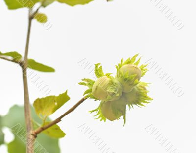 green hazelnuts