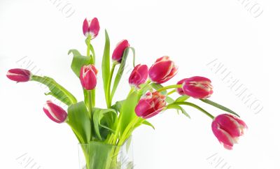 tulips in vase
