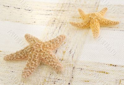 starfish