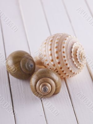 Shells