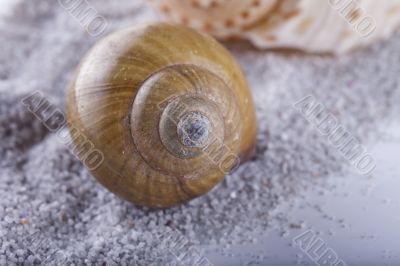 Shells