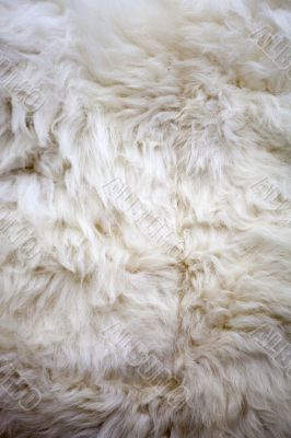White sheep fur texture