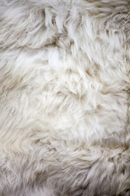 White sheep fur texture