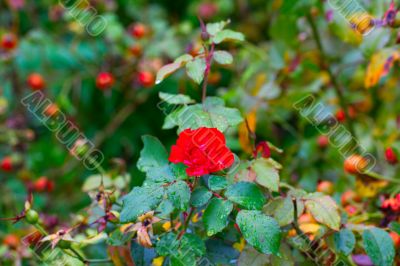 Rose