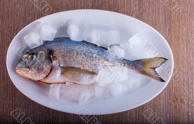 Bream