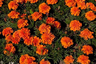 Orange flowers in the flowerbed.