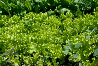 Green salad on a bed.