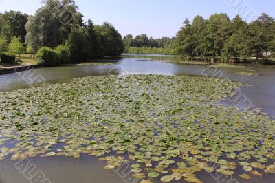 a river of water lilies