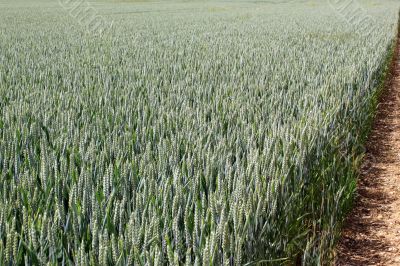 field of wheat