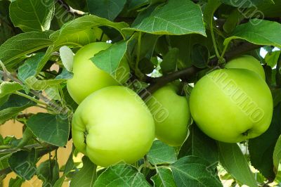 Apples growing on the branch of a tree in the garden.