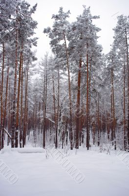 winter snow storm in a forest 