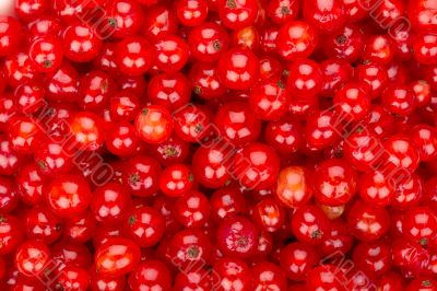 Redcurrant background