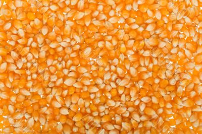 Corn seed background