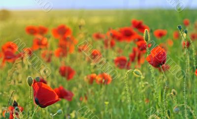 a poppy field close-up