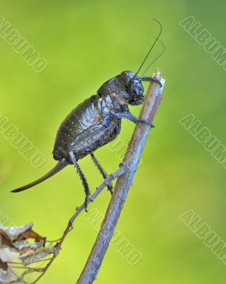 Bradyporus dasypus