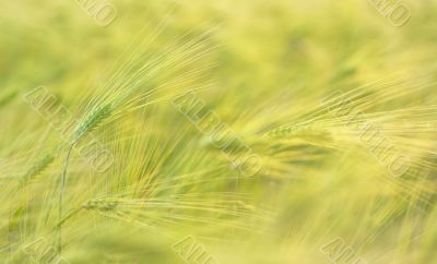 macro ears of wheat