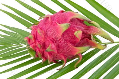 dragon fruits isolated on white background