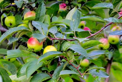 beautiful apples