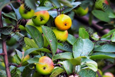 beautiful apples