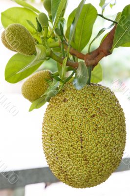 jack fruit on tree in garden, thailand