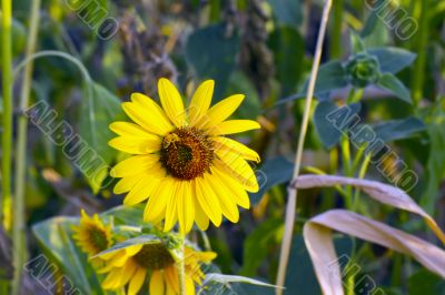 Sunflower