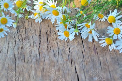 Fresh chamomile flowers