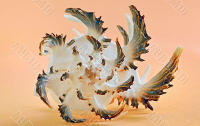 close up of a seashell
