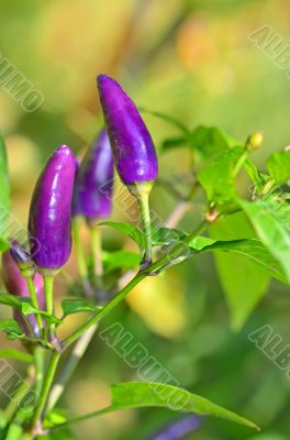 Purple bell pepper growing 
