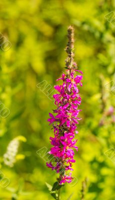 Corydalis Cava