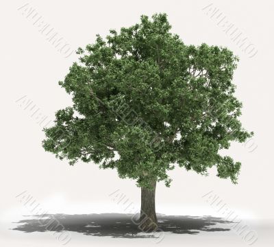 Tree on a light background