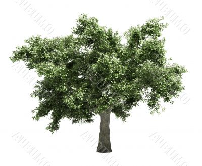 Tree isolated
